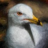 Gull Closeup_53573art